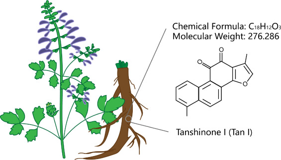 Danshen (Salvia miltiorrhiza): Sistemik Homeostazın Moleküler Maestro'su