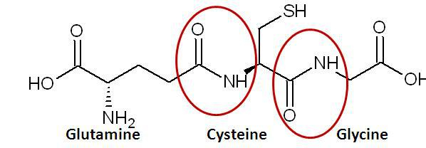Glutamin