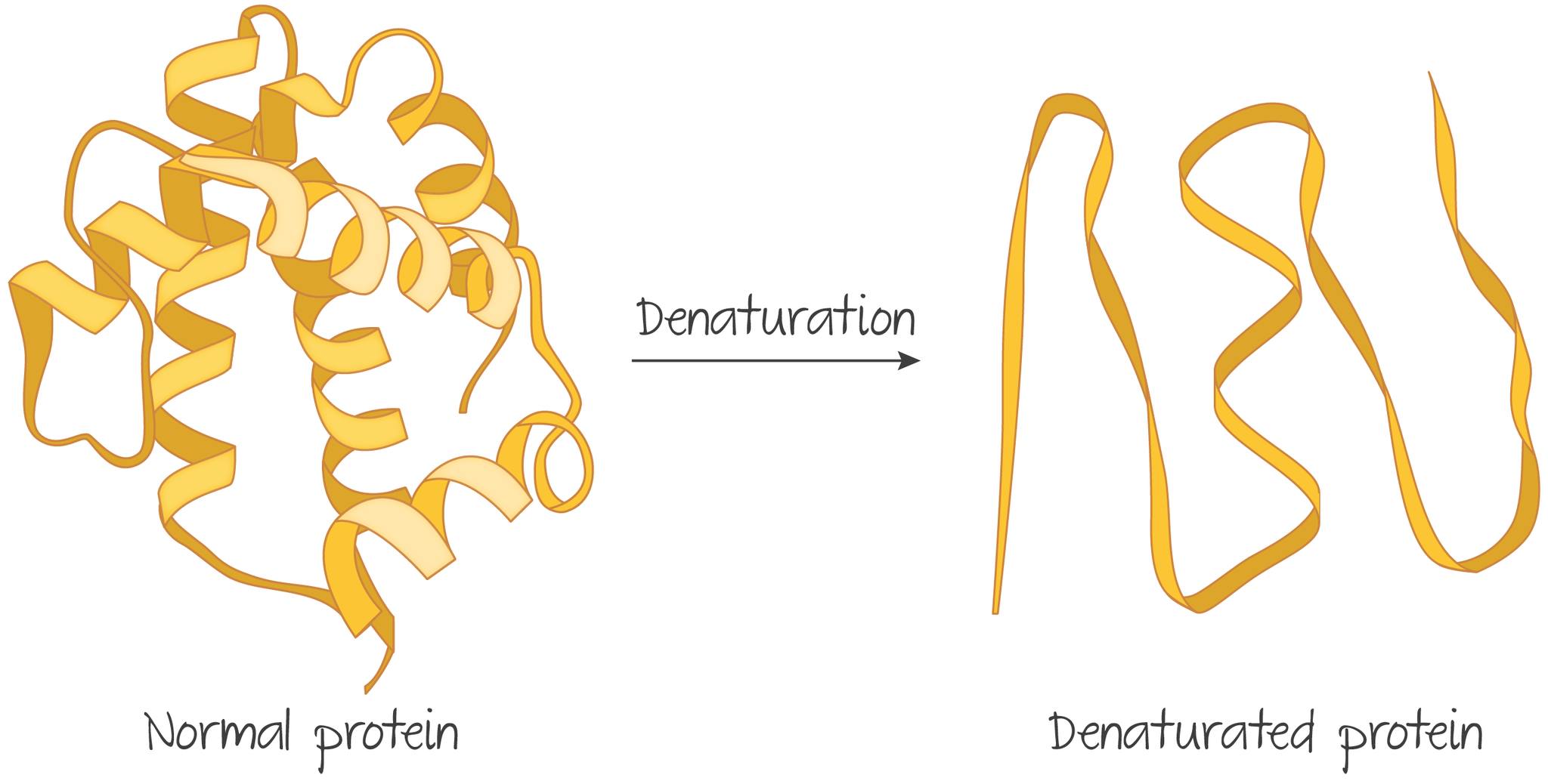 Protein Denatürasyonu: Hayatın İki Yüzü – Yıkım ve Yapım