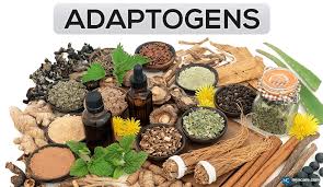 Tıbbi potansiyeli Sovyet Dönemi’nde araştırılmış olan adaptogen bitkiler: