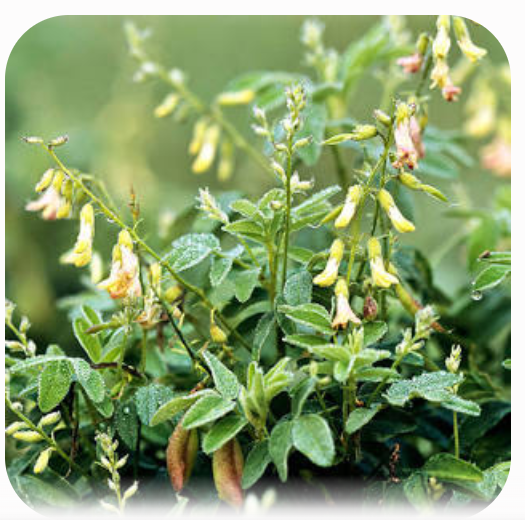 Çin Geveni (Astragalus membranaceus)