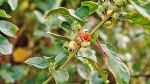 Ashwagandha: Dengenin, Dayanıklılığın ve Zihinsel Gücün Bitkisel Kökü