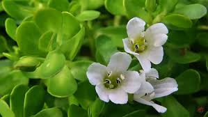 Bacopa Monnieri (Brahmi): Bilişsel İletişimin Moleküler Orkestrası