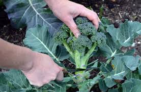 BROKOLİ (Brassica oleracea): BİR SEBZEDEN FAZLASI