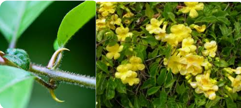 CAT'S CLAW (Uncaria tomentosa)