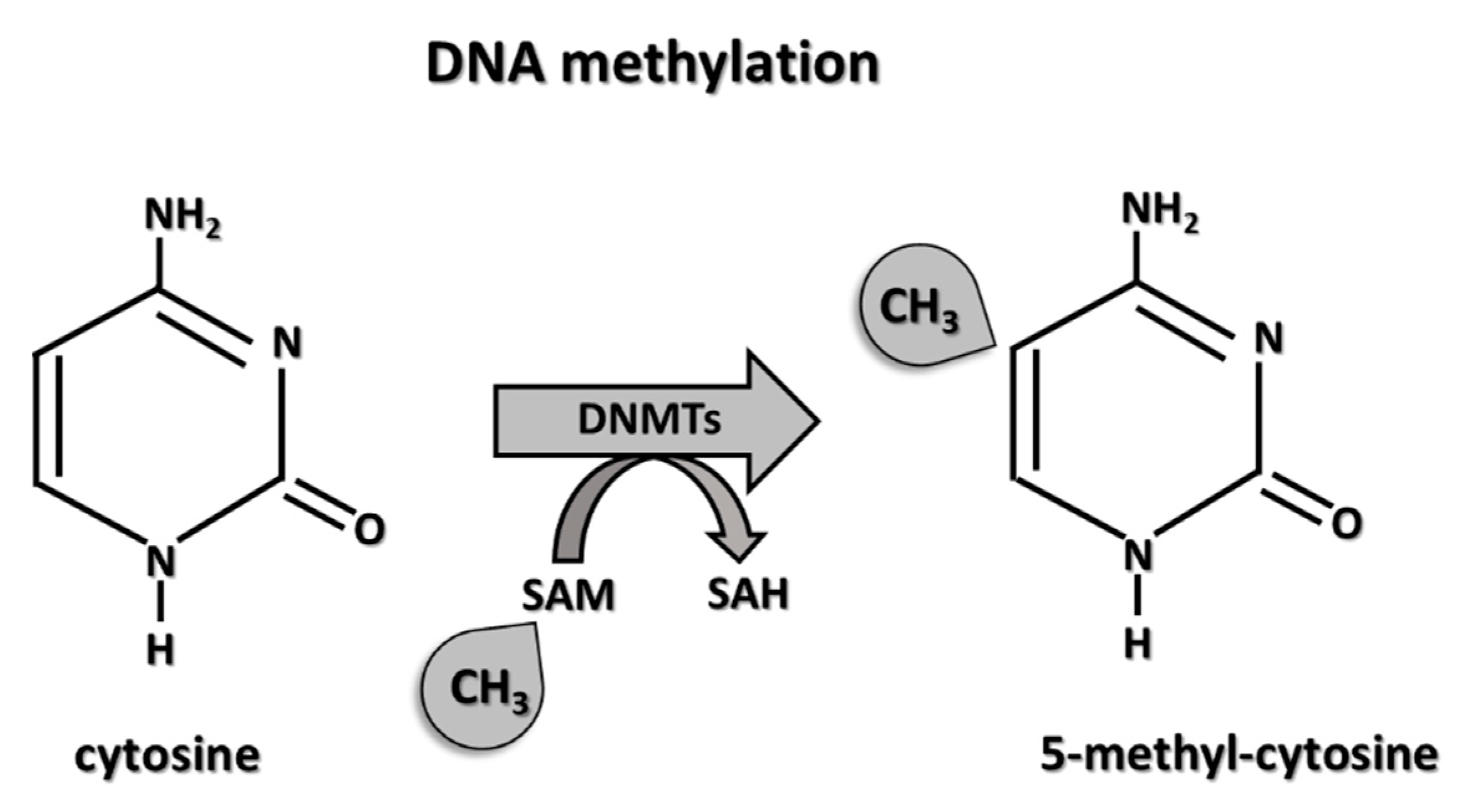 Metilasyon Döngüsü