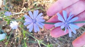 Yabani Hindiba (Cichorium intybus)