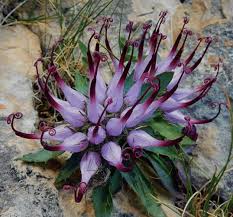 Şeytanpençesi (Harpagophytum Procumbens): Afrika'dan Gelen Doğal Analjezik