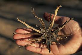 Çölün "Ağrı Kapanı": Harpagophytum procumbens