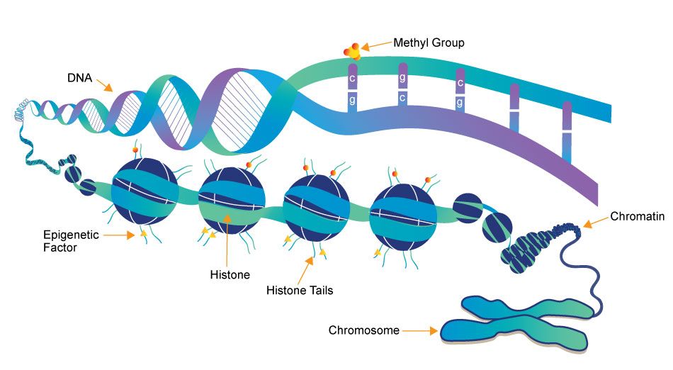 Epigenetiğin İki Önemli kavramı: DNA Metilasyonu ve Histon Modifikasyonu: