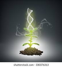 Doğanın Genetik Laboratuvarı: DNA Onarımının Bitkisel Mucizesi