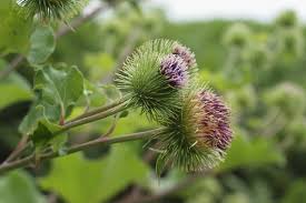 TOPRAĞIN ALTINDAKİ BİYOKİMYASAL GÜÇ: DULAVRAT OTU (Arctium lappa)