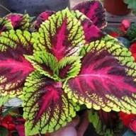 Moleküler İttifak: Bir Bitki Kökü (Forskolin) , Lösemi Hücresinin 'Çoklu İlaç Direnci'ni Nasıl Yendi?