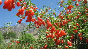 Goji Berry (Lycium Barbarum) : Himalaya’nın Uzun Yaşam Sırrı