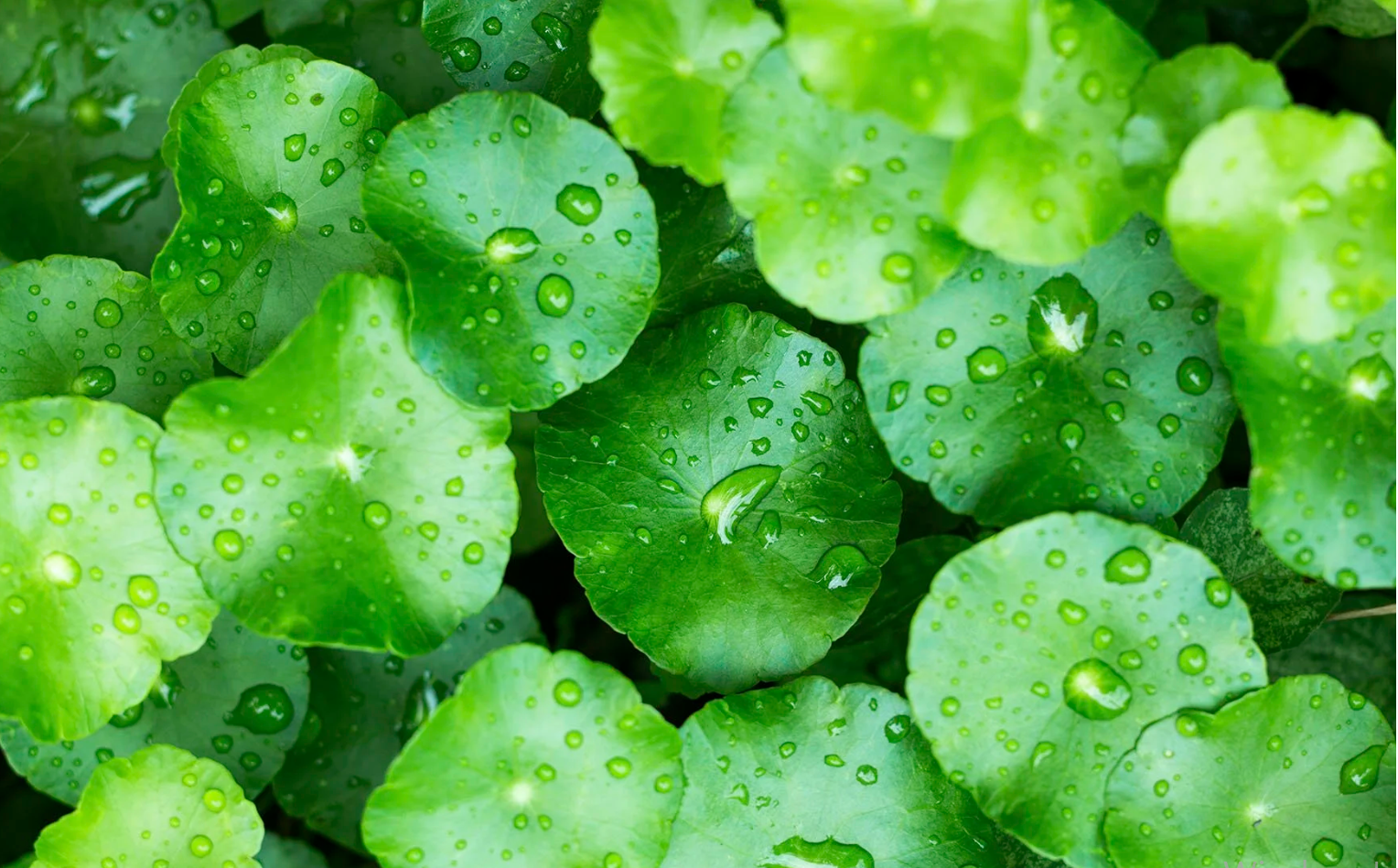 Gotu Kola (Centella Asiatica) Bitkisinin Kozmetik Kullanımdaki Etkileri