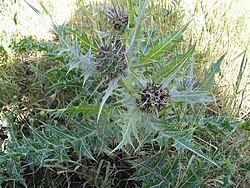 Kenger (Gundelia tournefortii) Üzerine Biyokimyasal ve Fonksiyonel Bir Analiz