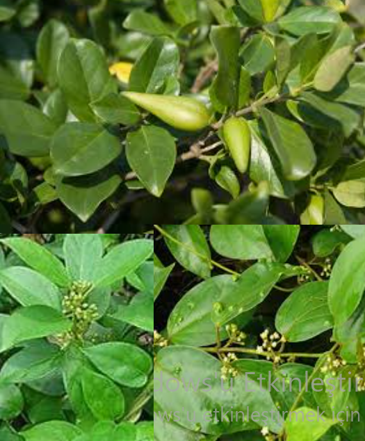GURMAR (Gymnema Sylvestre)