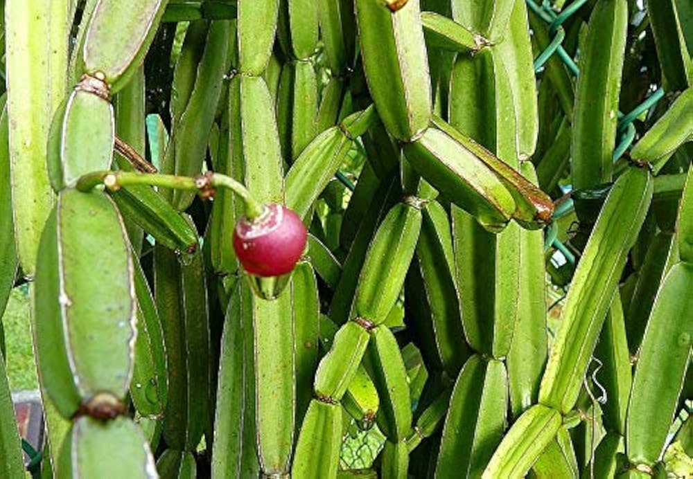 Doğanın Ortopedi Cerrahı: Cissus Quadrangularis (Hadjod)