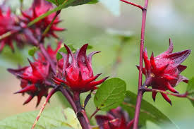 Gelenekten Bilime: Hibiscus ve Karanfilin Fitoterapideki Yeri