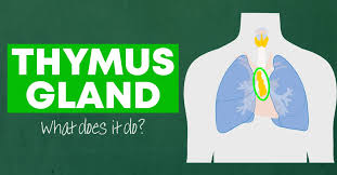 TİMUS REJENERASYONU VE YAŞLANMAYI GERİ SARMAK