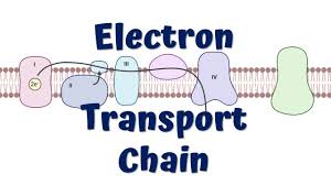 MİTOKONDRİ: ELEKTRON TRANSPORT ZİNCİRİ (ETC)