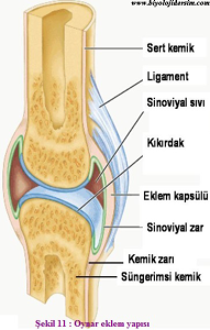 İSKELET SİSTEMİ: YAŞAMIN MİMARİSİ, BEDENİN TAŞIYICI İSKELETİ