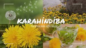 KARAHİNDİBA: YABANİ OTLARIN KRALI VE UNUTULMUŞ METABOLİK TONİK