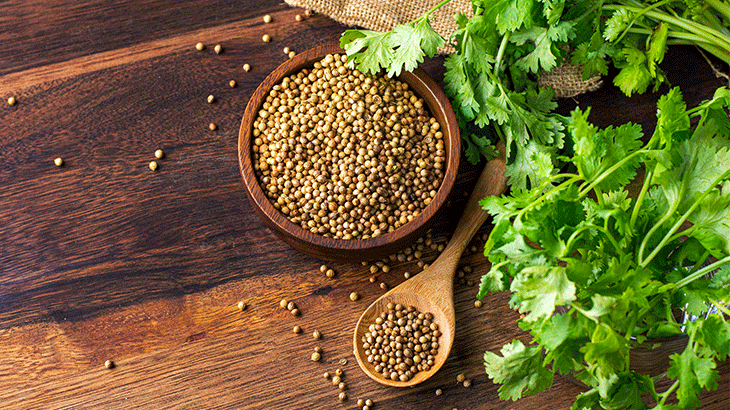 Kişniş (Coriandrum sativum)
