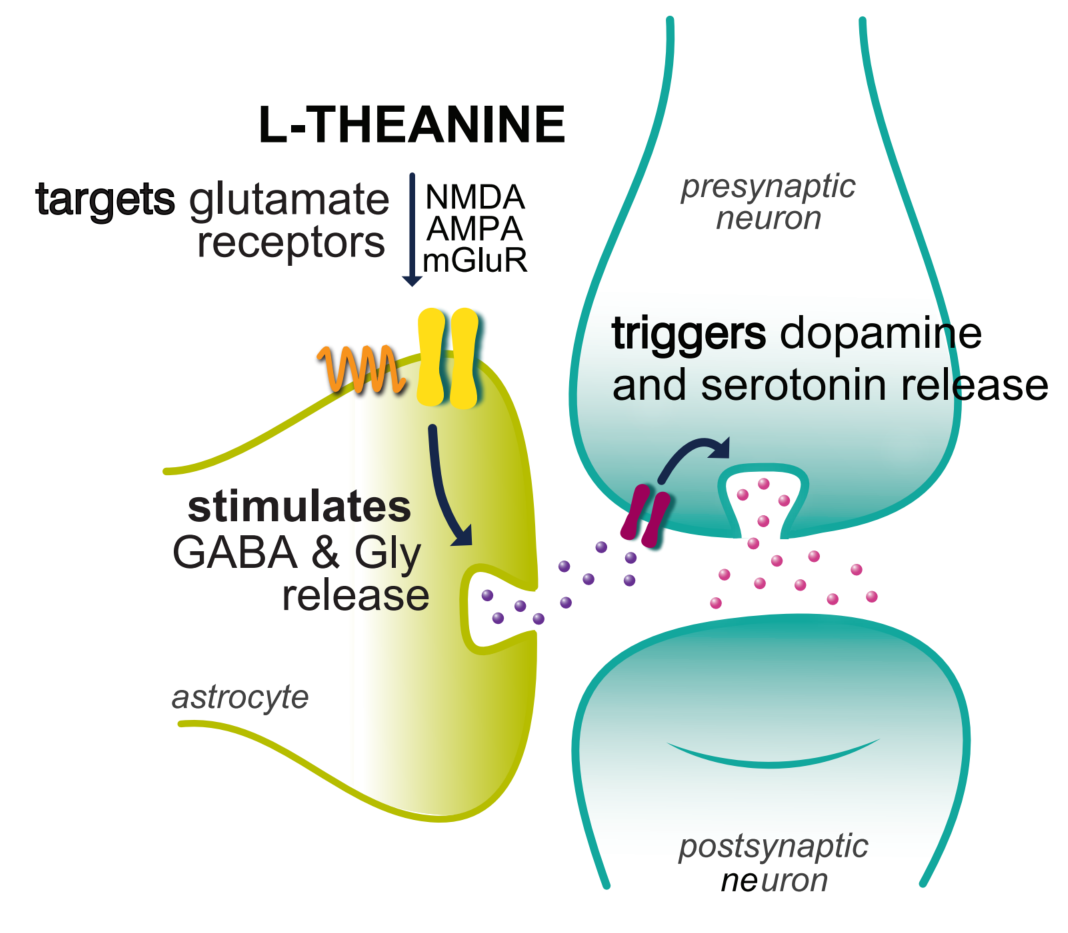 L-Theanine ve Bazı Metabolitlerin Nöro-Biyokimyasal Etkileri: