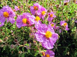 AKDENİZ’İN REÇİNELİ ŞİFACISI: PEMBE ÇİÇEKLİ LADEN (Cistus creticus)