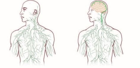 Beynin Lenfatik Sistemi ve Otofaji ile  Gece Temizliği: Alzheimer'da Amiloid Plaklarını Nasıl Enerjiye Çeviriyor?