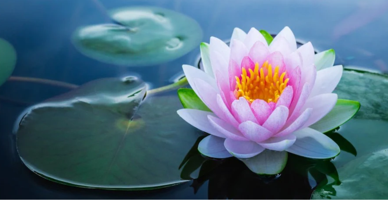 Bataklıktan Çıkan Temiz Bir Ruh : LOTUS