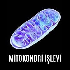 Mitokondrinin Biyokimyasal Gücü ve Yaşamsal Önemi