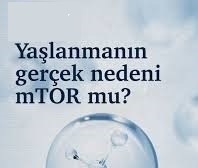 Hücresel Terazi: mTOR, Otofaji ve Genç Kalma Arasındaki Kritik Dengeyi Nasıl Kuruyor?