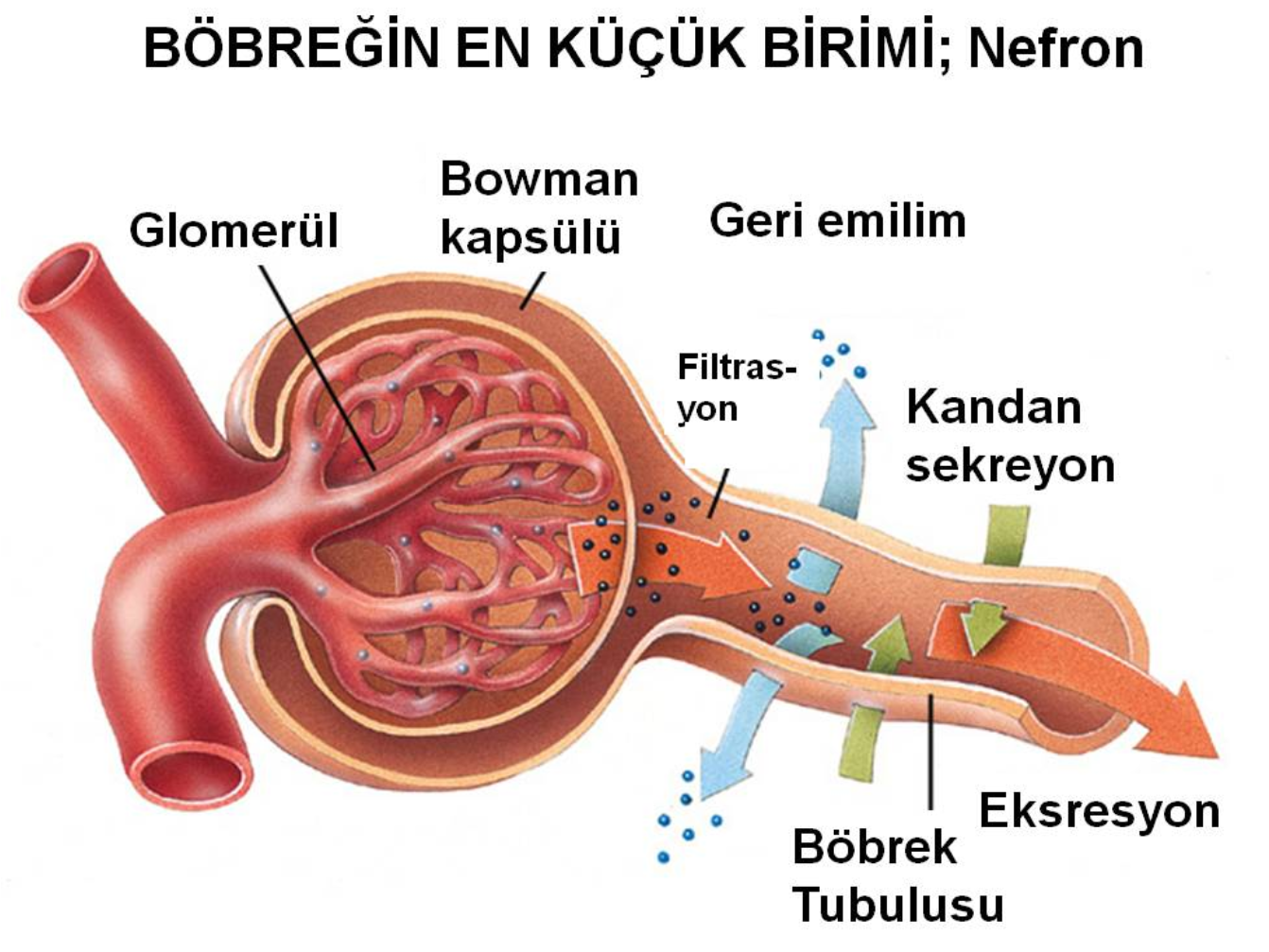 Böbrek Rejenerasyonunda Metabolik Engel: ENPP1 Yolu