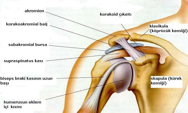 OMUZ AĞRISI: Dinamik Denge ve Patolojinin Mühendisliği