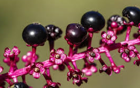 Phytolacca americana (Dünya Güzeli)