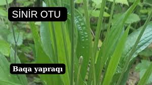 DOĞANIN YEŞİL CERRAHI: SİNİRLİ OT (Plantago lanceolata & Plantago major)