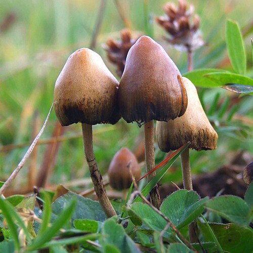 Psilosibin: Antik Bir Molekülün Epigenetik Rönesansı ve "Gençlik İksiri" Paradoksu