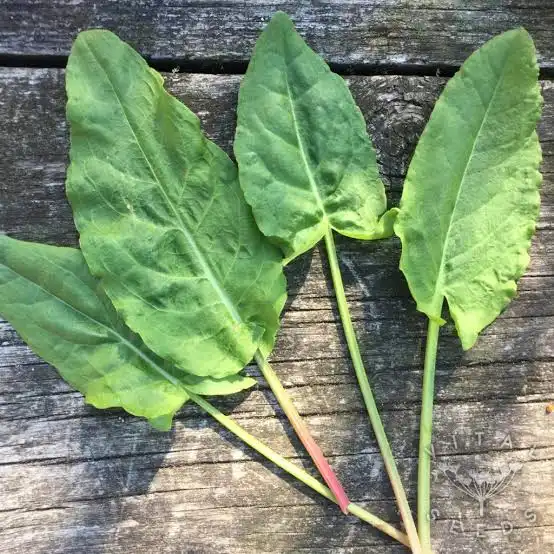 Kuzu Kulağı / Ekşimek ( Rumex Acetosa)