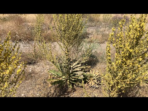 SOLUNUM YOLLARININ KADİFE MUHAFIZI: SIĞIRKUYRUĞU (Verbascum thapsus)