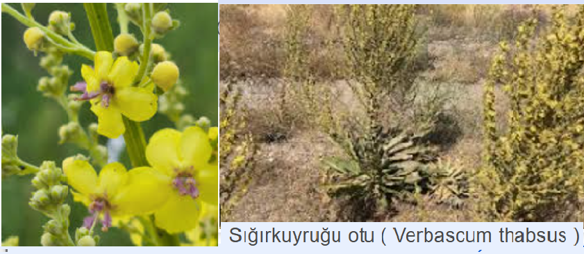 Sığırkuyruğu (Verbascum thapsus): Solunum Ekosisteminin Moleküler Mühendisi