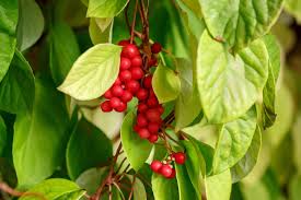 2 Güçlü Adaptojen: Schisandra (Beş Tatlı Meyve)  ve Eleutherococcus (Sibirya Ginsengi)