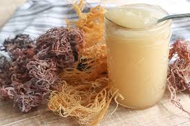 OKYANUSUN UNUTULMUŞ MİNERAL MADENİ: SEA MOSS (Chondrus crispus)