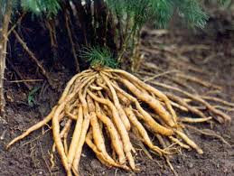 Shatavari (Asparagus Racemosus): "Kadınların Ginsengi"