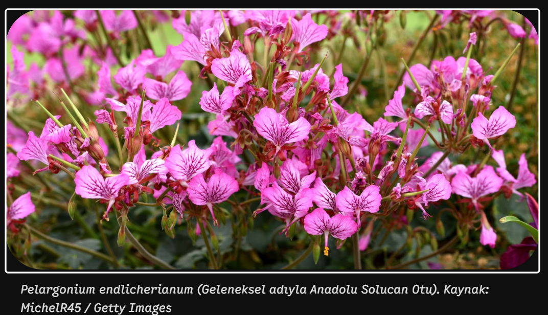 Pelargonium endlicherianum (Anadolu Solucan Otu)