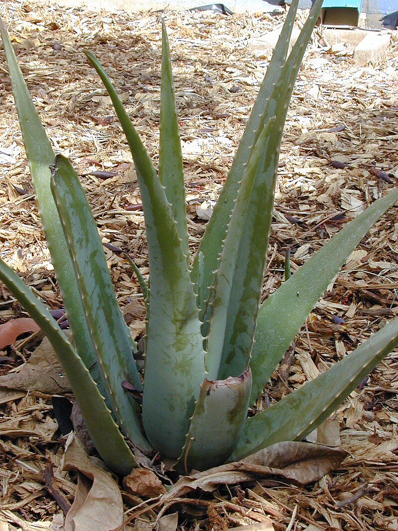 Aloe Vera ve Kozmetik Etkileri