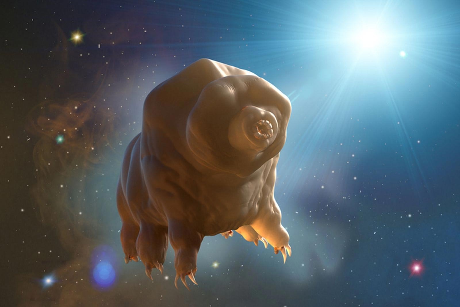 Moleküler Jelasyon ve Tardigrad CAHS Proteinleri: