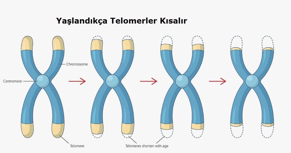 GENOMİK REVERSİYON PROTOKOLÜ: DNA Kaynak Kodunun Restorasyonu