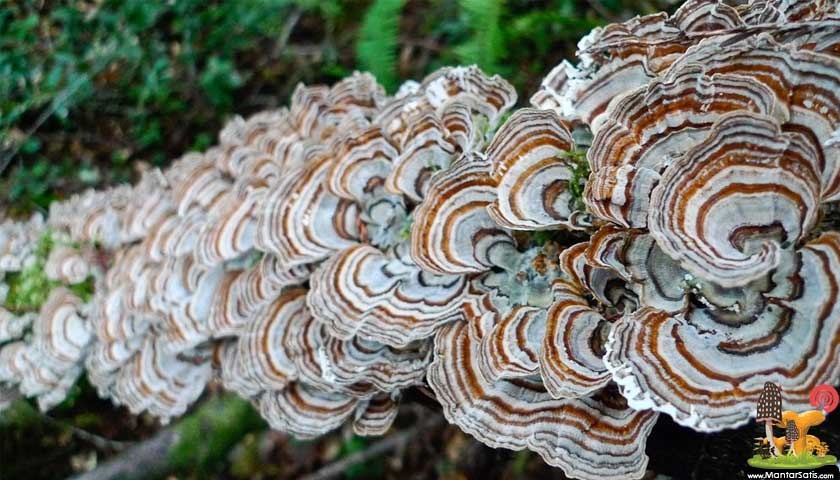 Biyolojik Yazılım Güncellemesi: Trametes Versicolor, İmmünolojik Kusursuzluk, Virus ve Kanser Savunması